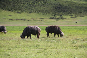 Fototapeta na wymiar Cape buffalo grazing in the Ngorongoro Crater