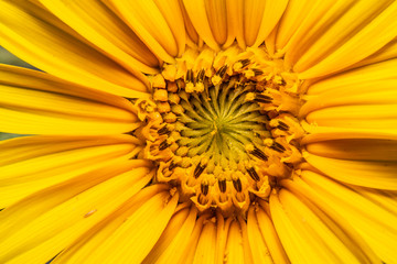 Sunflower Detail
