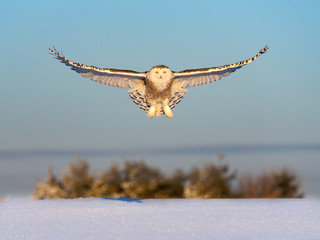 Female Snowy Owl in Flight Over Snow Field in Winter 