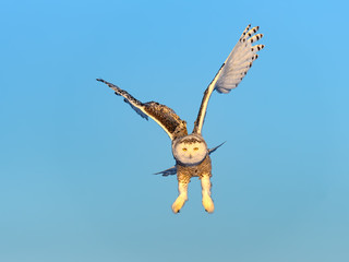 Female Snowy Owl in Flight on Blue Sky in Winter 