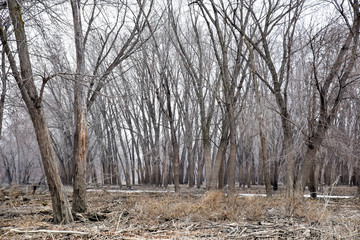 Minnesota River wetland and woods in winter