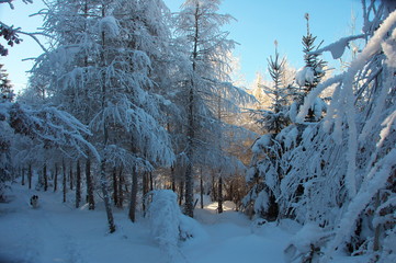 winter im wald mit rauhreif eiskristallen und sonnenschein wie im winterwunderland