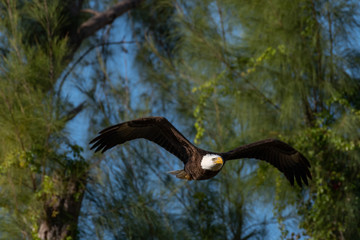 bald eagle in flight