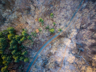 abstract aerial forest background