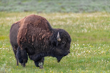 American Bison in the Lamar Valley of Yellowstone National Park USA © jgorzynik