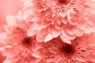 Fototapeta premium Dahlia flowers close up for living coral background.