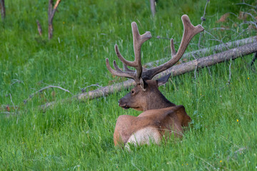 Male Elk with huge antlers is resting at Yellowstone National Park USA