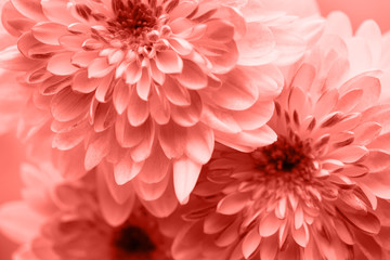 Dahlia living coral flowers close up for yellow background.