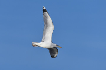 European herring gull (Larus argentatus)