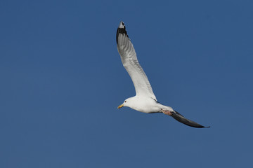 European herring gull (Larus argentatus)