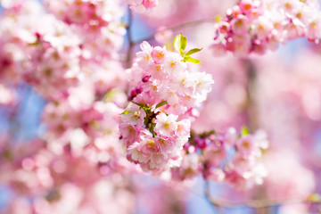 Fototapeta premium Sakura. Wiśnia w ogrodzie.