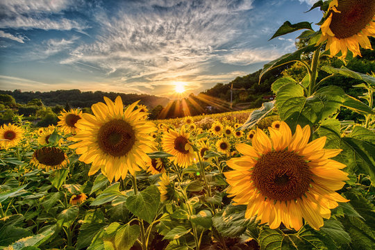 Sonnenblumen im Sonnenuntergang 