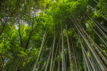 Fototapeta na wymiar Bamboo forest Arashiyama, Kyoto, Japan (high angle)
