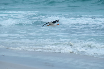 Pacific Gull (Larus pacifica) flying off the Friendly Beaches, Freycinet National Park, Tasmania on a stormy day