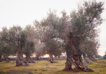 Wonderful old olive trees at sunset in Salento - Italy