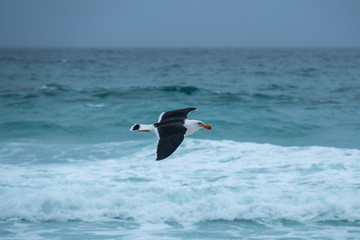 Pacific Gull (Larus pacifica) flying off the Friendly Beaches, Freycinet National Park, Tasmania on a stormy day