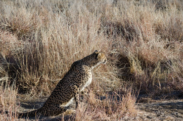 Сheetah in conservation area in Namibia