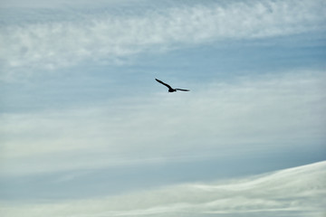 Fototapeta na wymiar Cloudy background with flying bird