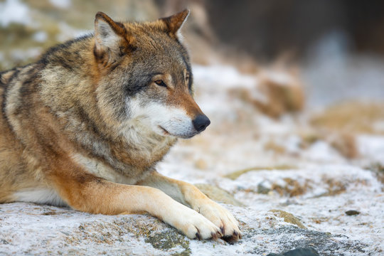 Adult male wolf rests in the forest in early winter