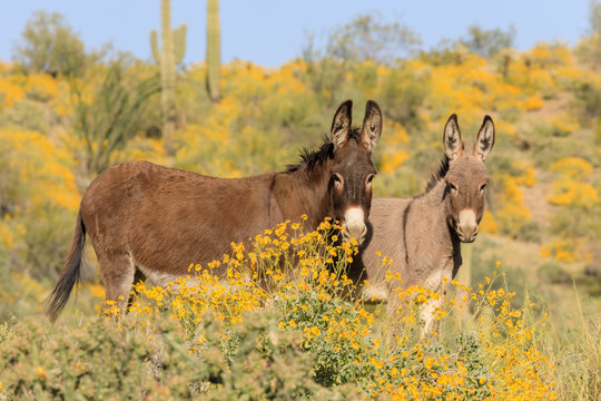 Wild Burros in the Arizona Desert