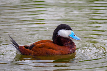 Ruddy Duck 2