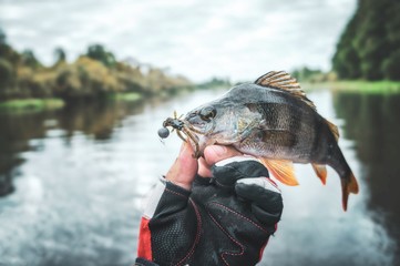 Fish in the hand of an angler. Fishing for perch.