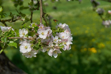 Blooming apple tree in the rays of sunlight.
