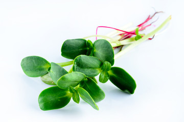 microgreen sunflower sprouts on a white background