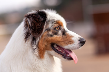 Retrato de perfil de perros Pastor Australiano