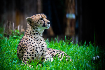 Cheetah