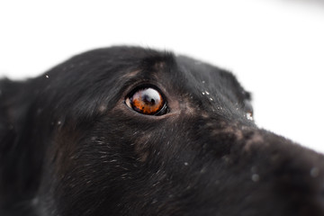 eyes og the dog