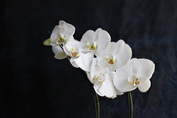 Fototapeta na wymiar Orquídeas Phalaenopsis Branca