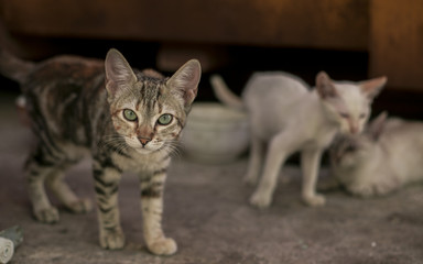 Naklejka na ściany i meble Preciosos gatos abandonados en el vertedero