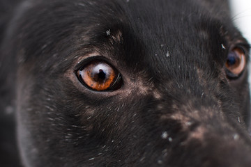 eyes of dog