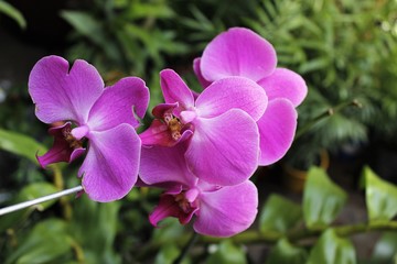 Fototapeta na wymiar Orquídeas Phalaenopsis Roxa