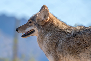 Portrait of a Coyote, Side View or Profile