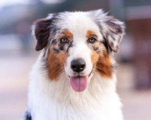 Retrato de cara de perro Pastor Australiano
