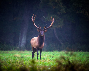 Pennsylvania Elk