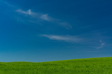 Minimalist green cereal fields