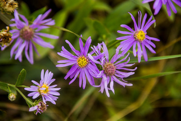 Obraz premium European Michaelmas-daisy in the meadow