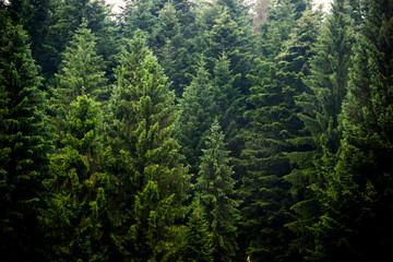 Obraz premium las świerkowy