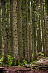 a spruce forest