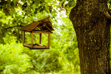 feeder for birds