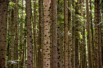 Fototapeta na wymiar a spruce forest