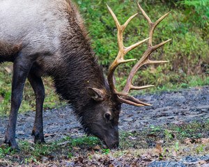 Pennsylvania Elk