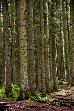 Fototapeta a spruce forest