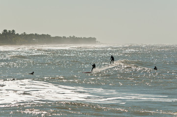 Side view, long distance of a young people, surfboarding, through surf zone in wetsuits toward shore, on windy, tropical day on gulf of mexico