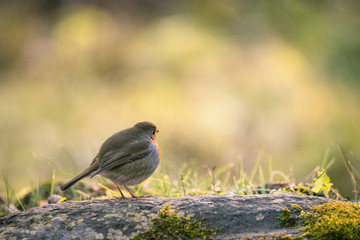 rouge-gorge
