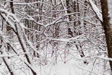 A branch of a tree covered with fluffy snow. Birch branches and other trees. there is toning