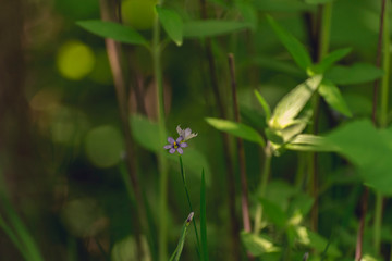 tiny purple flower in green foliage